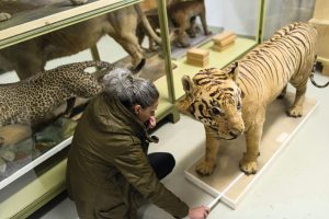 Die Vermessung des Java-Tigers, 2014, Museum Wiesbaden