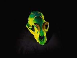 o.T. aus „Soft Skulls”, 2010, Bärenschädel, diverse Materialien